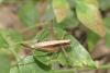 Yersinella raymondii